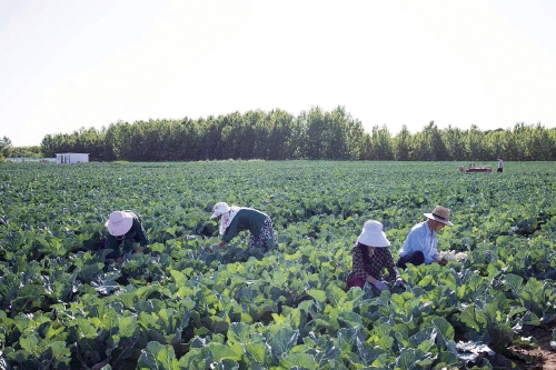 水口镇冷凉蔬菜种植基地里，村民们正忙着采收有机菜花。　资料图.jpg