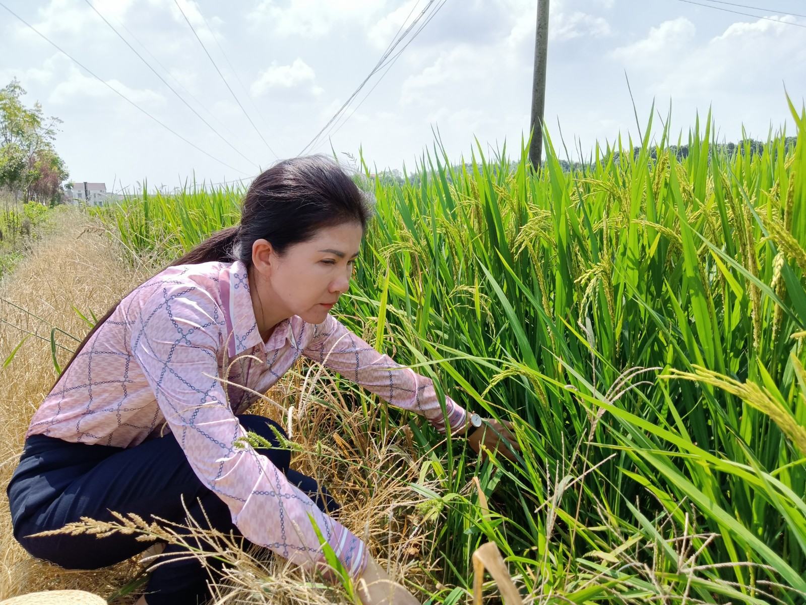 董敏芳在田间察看晚稻长势。.jpg